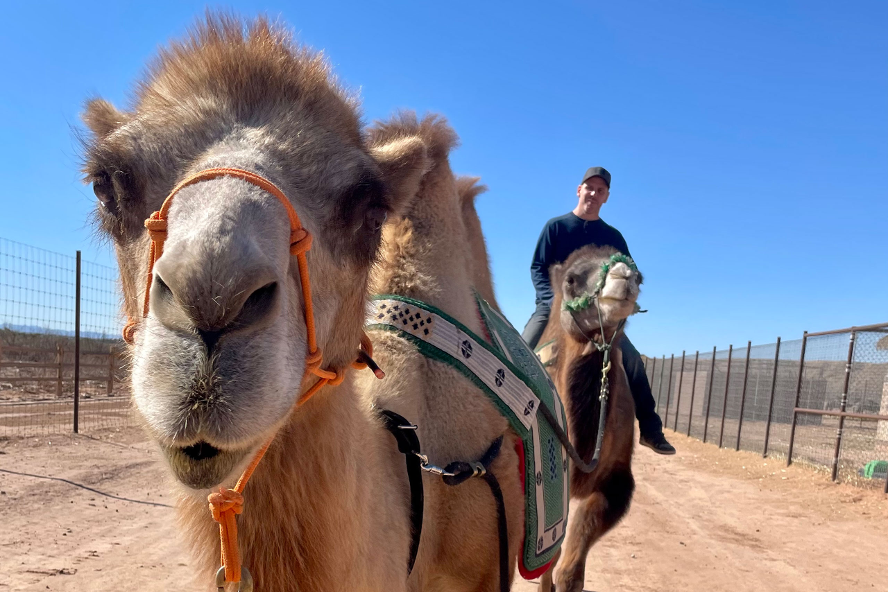 Rides at Camel Safari Zoo Las Vegas
