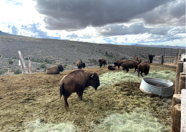 Bison Herd at Grand Canyon Western Ranch